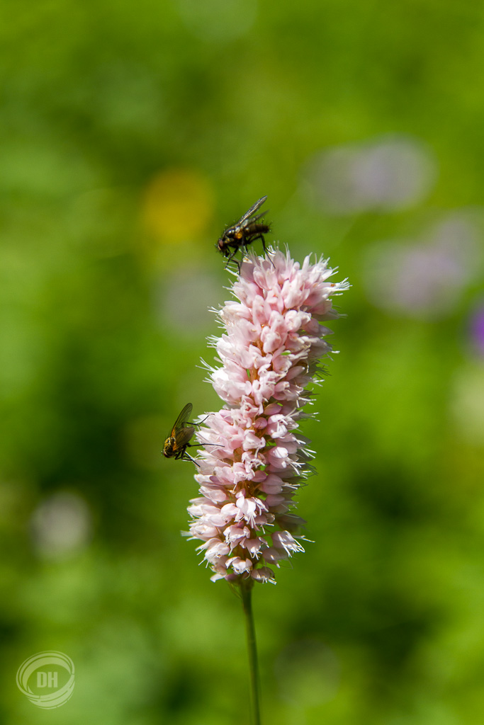 20130720_Gitschenen_007