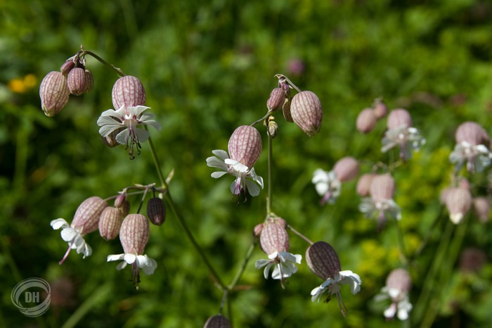 20130720_Gitschenen_020