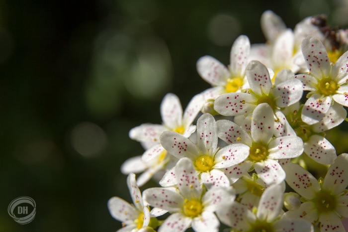 20130720_Gitschenen_029