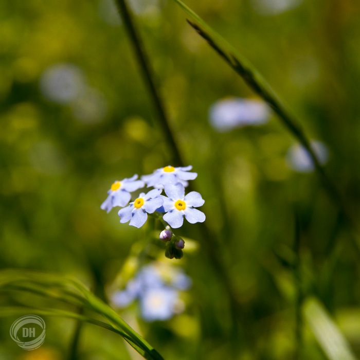 20130720_Gitschenen_045