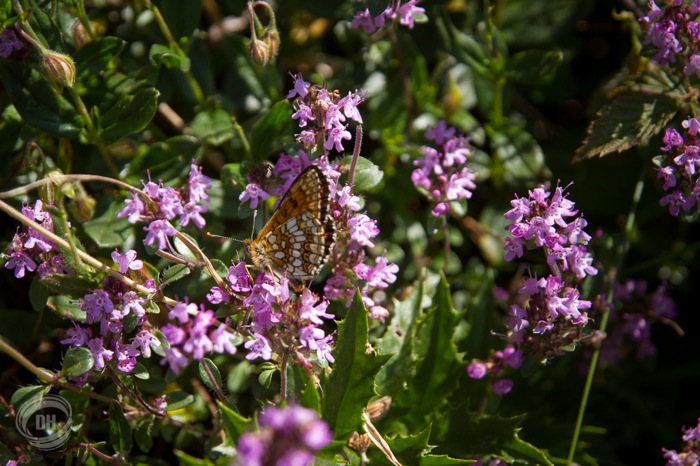 20130727_Golzern_028