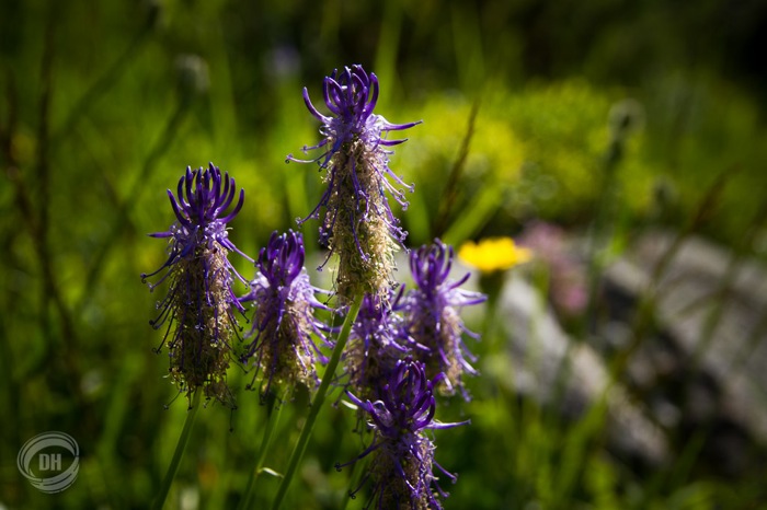 20130727_Golzern_033