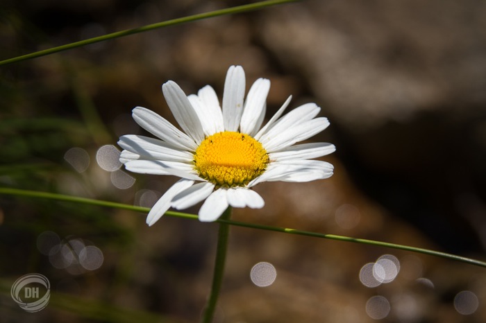 20130727_Golzern_035