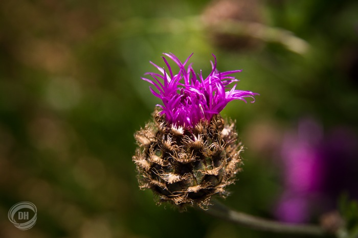 20130727_Golzern_068