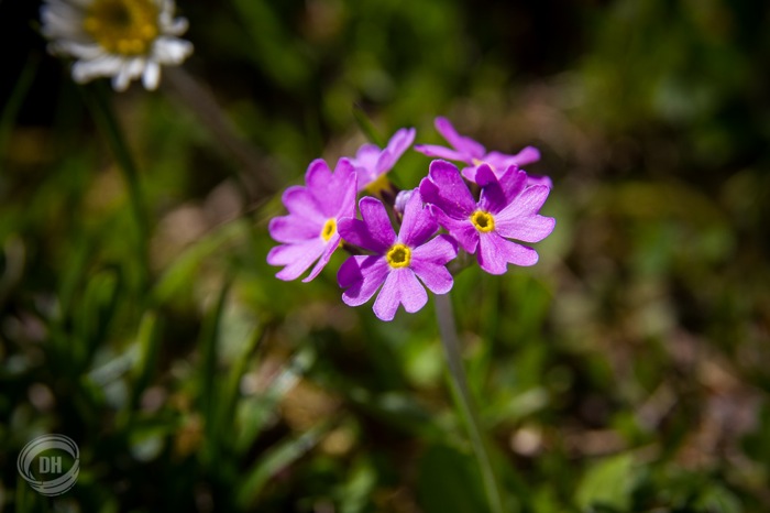 20140608_Pilatus_061