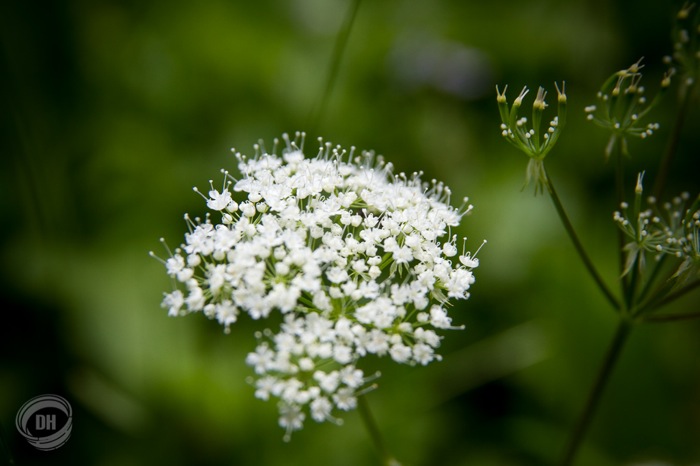 20140615_Urnaesch_Schwaegalp_016