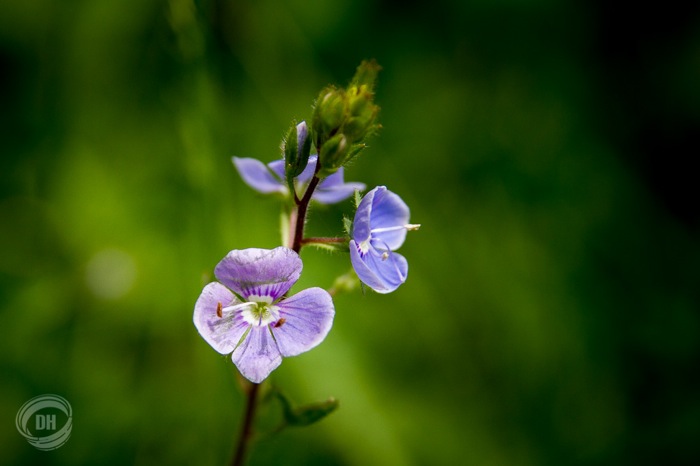 20140615_Urnaesch_Schwaegalp_017