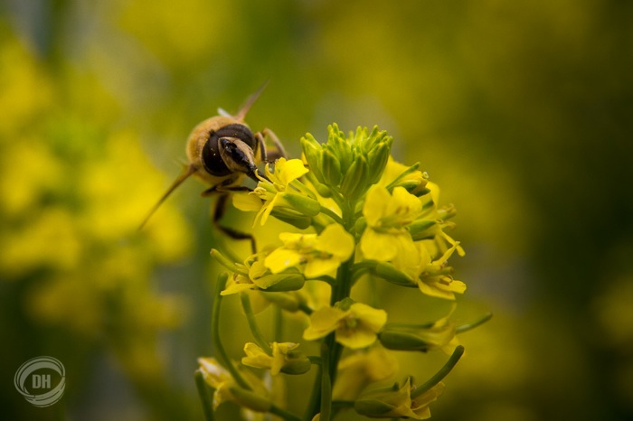 20140615_Urnaesch_Schwaegalp_059