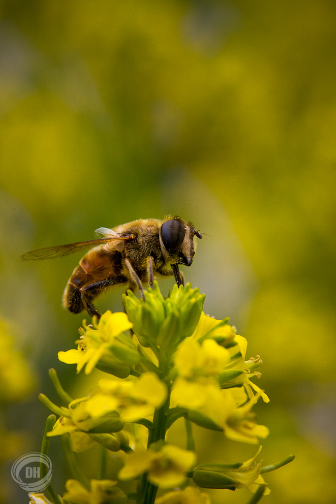 20140615_Urnaesch_Schwaegalp_061