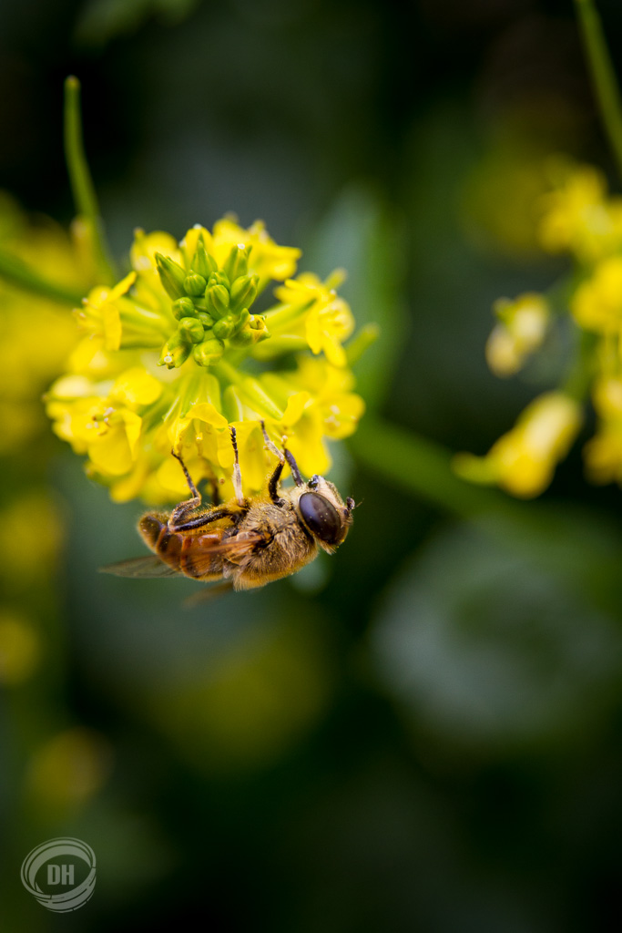 20140615_Urnaesch_Schwaegalp_082