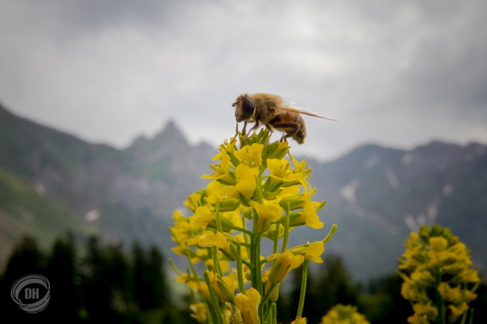 20140615_Urnaesch_Schwaegalp_092