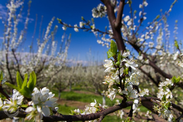 20150419_Zug_006