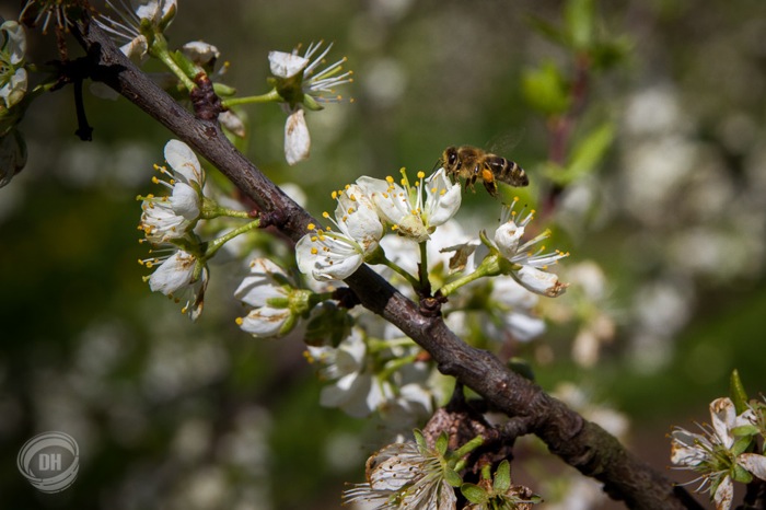 20150419_Zug_022