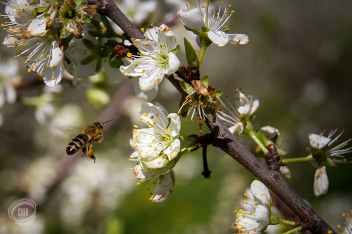 20150419_Zug_025