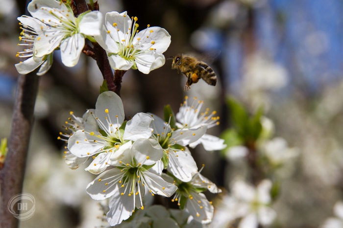 20150419_Zug_039